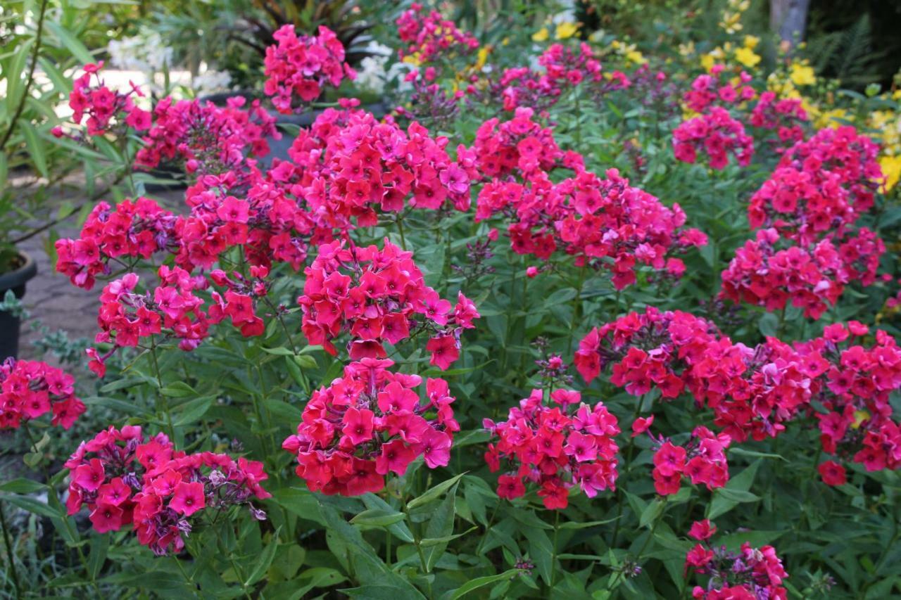 Fewo - Wohlfuehlambiente & Gartenparadies Modautal Extérieur photo